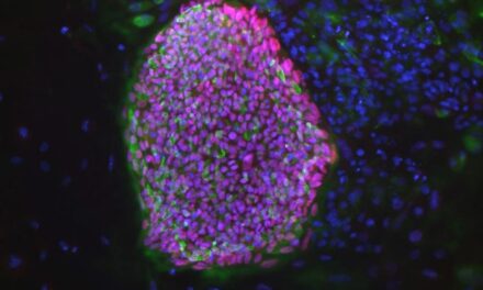 Con células madre tratan a diabéticos, Científicos de la UNAM