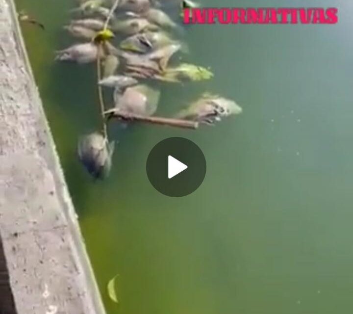 <strong>Mueren Decenas de Peces en Aguas Turbias de Chapultepec</strong>