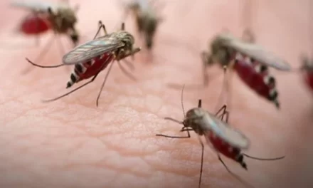 Repunta el Paludismo en Las Américas