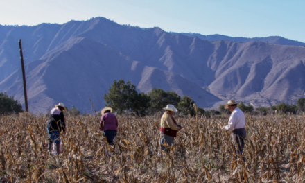 Reincoporados 44,500 productores al campo mexicano: Agricultura