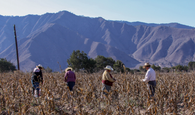 Reincoporados 44,500 productores al campo mexicano: Agricultura