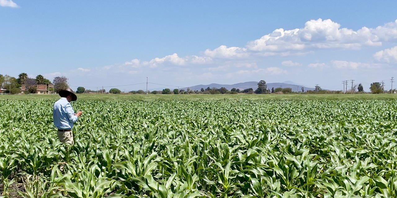 Los plaguicidas no son para «desaparecer especies» de la tierra: UMFFAAC