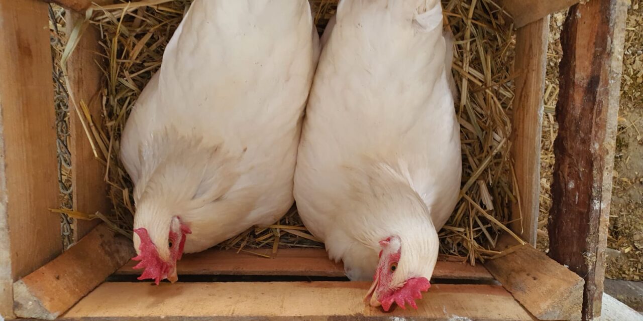 Avanza modificación de cría de gallinas ponedoras: Universidad de Chapingo