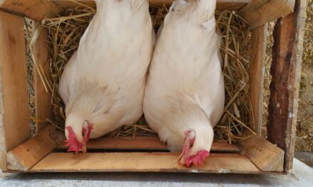 Avanza modificación de cría de gallinas ponedoras: Universidad de Chapingo