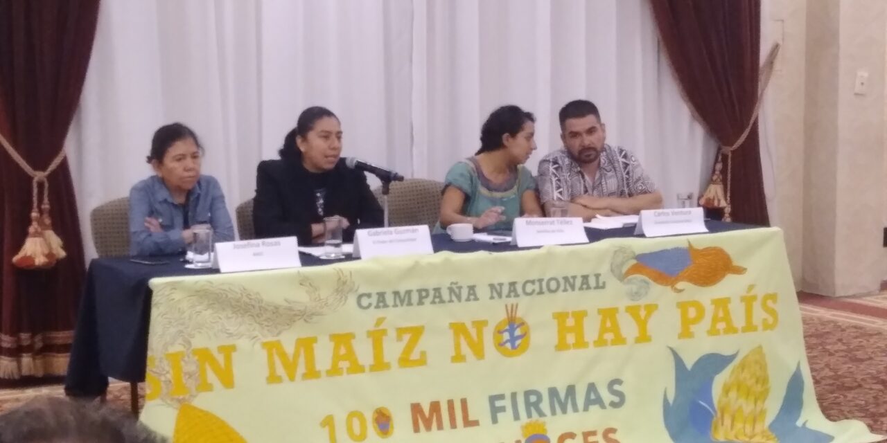 Urge escuchar la voz civil en el debate de México y Estados Unidos por maíz transgénico: activistas