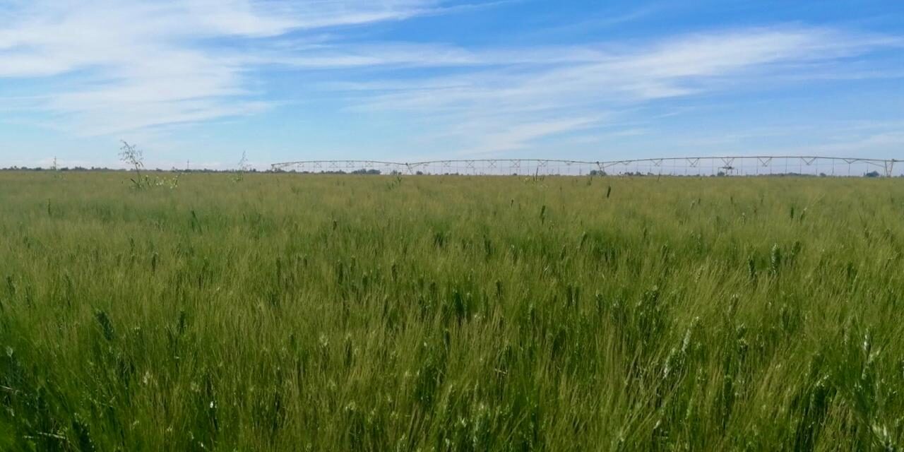 Están en la quiebra agricultores de Sonora