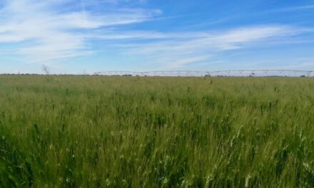 Están en la quiebra agricultores de Sonora