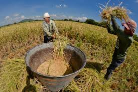 Consumo de Arroz Debe Ser Prudente