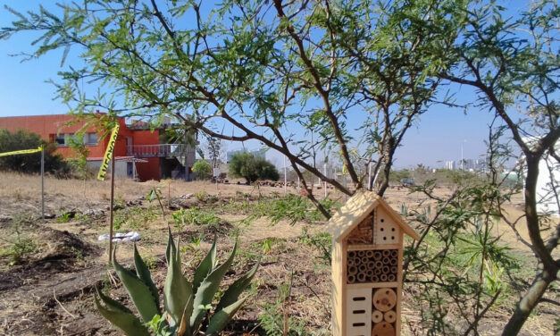 Impulsa Agricultura conservación de polinizadores en México