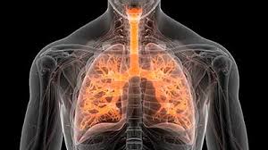 Asociada al Envejecimiento la Fibrosis Pulmonar