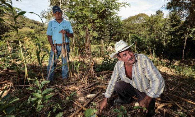 Con degradación cerca del 72% de los suelos mexicanos: Agricultura