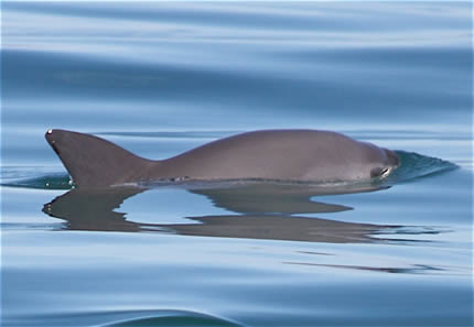 Protegen a la vaquita marina con «Plan de Acción del Gobierno de México»