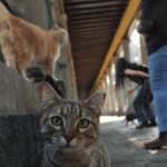 Protegerán a 25 gatos en el Panteón de San Fernando, Ciudad de México