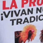 Irresponsable suspender peleas de gallos en Chiapas sin opciones de empleo: CIDHPDA