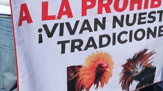 Irresponsable suspender peleas de gallos en Chiapas sin opciones de empleo: CIDHPDA