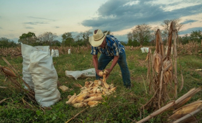 Arrancó el programa de fertilizantes gratis en México: Agricultura